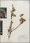Foto von Salix planifolia Pursh